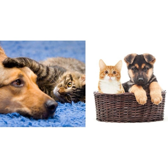 2 HARDCOVER books: Pawfect Friends and Kitty Love: How Cute Kittens Play - Picture 4 of 11